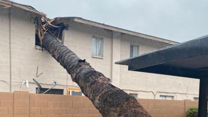 Tree Crashing