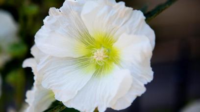 Flowers on Phoenix College Campus