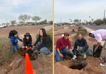 Phoenix College students in the Sustainability and Climate Action Network engage in digging and planting the low-water trees and shrubs
