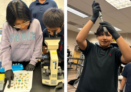 two students identifying protists under microscope and one student extracting content from a syringe