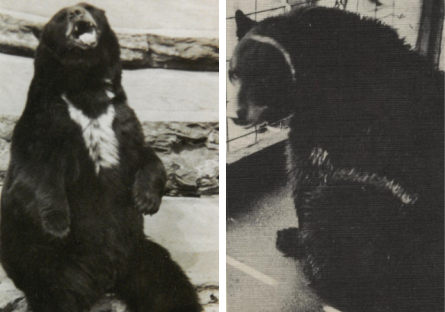 Living Black Bear Cub