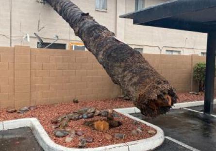 Tree Crashing