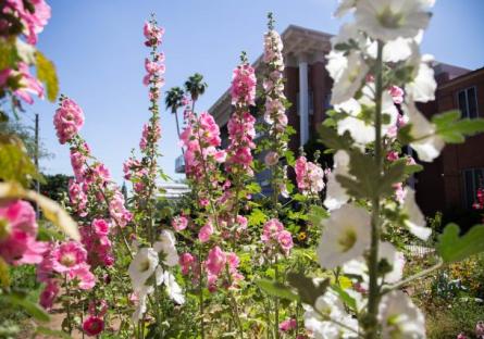 Flowers on Phoenix College Campus