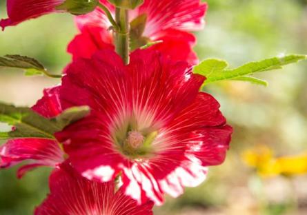 Flowers on Phoenix College Campus