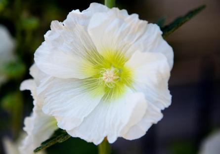 Flowers on Phoenix College Campus